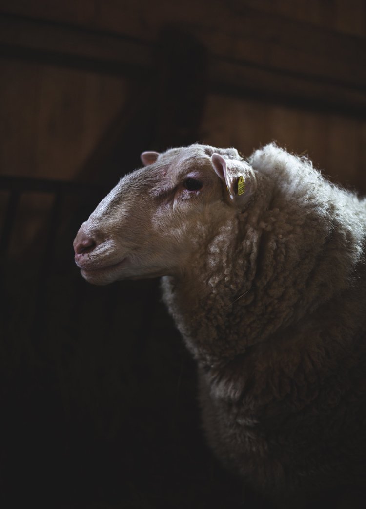 A close-up of a sheep with light brown wool and a light brown face, standing in a dimly lit barn with wooden beams in the background.