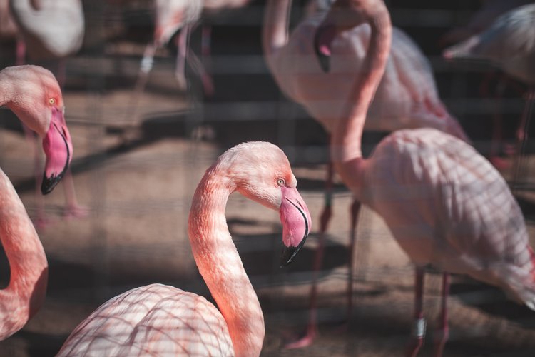 Flamingo 2025