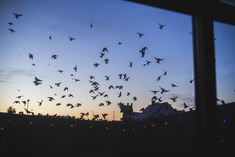 Birds flying over rooftops at dusk