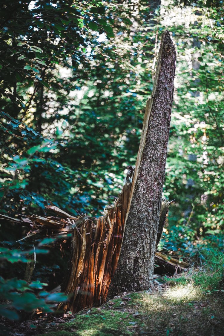In the depths of the forest, a stump remains — not as a remnant of life, but as a slow theater of disintegration. Here, decay rehearses eternity, and the silence is more profound than any symphony.