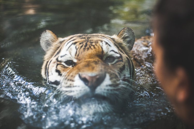 A tiger swimming in water with a person observing nearby.