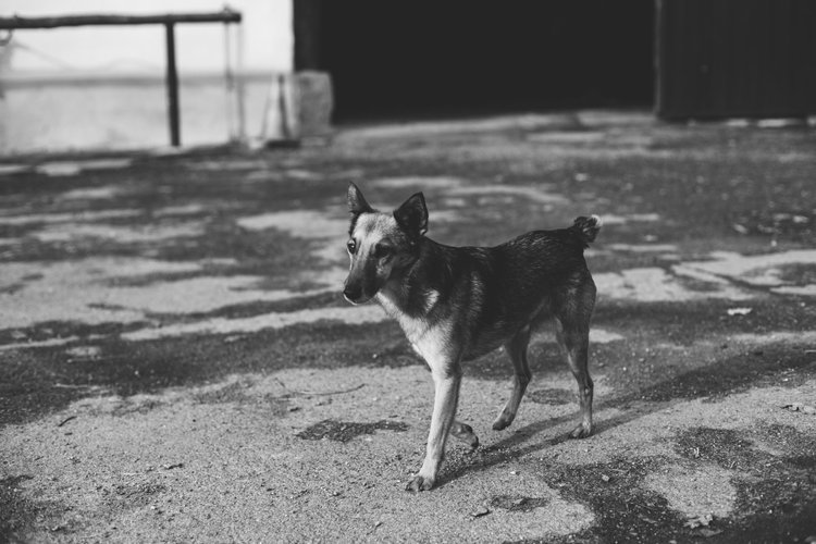 A black and white photo of a small dog with a mixed coat standing on a sandy ground, with a blurred background of a building and shadows.