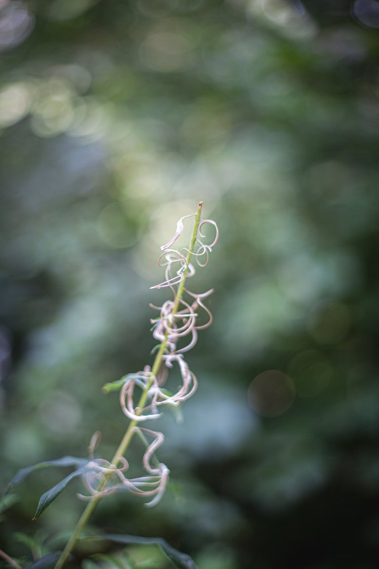 Close-up of a delicate, curly vine plant stem with light pink and green hues, set against a blurred green background.